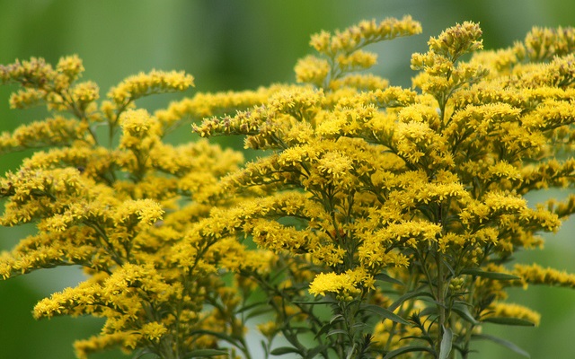 goldenrod