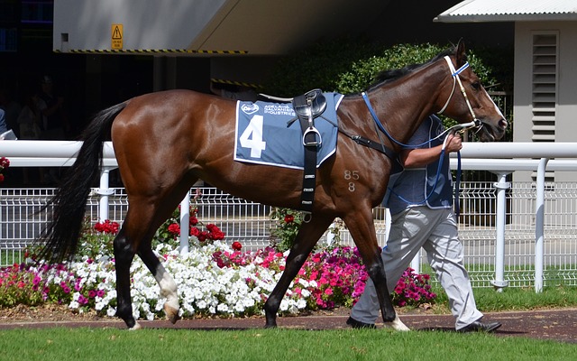 thoroughbred horse