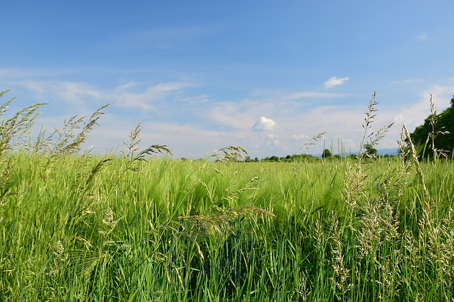 Kentucky bluegrass